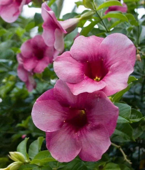 Bush_Allamanda_Flowering_Shrubs_Plant__Hybrid,
