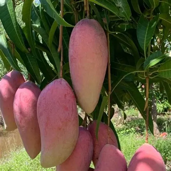 Red_Ivory_Live_Mango_Fruit_Plants_&_Tree_(Grafted)_For_Your_Home_Gardening_(Hybrid,_Pack_Of_1)