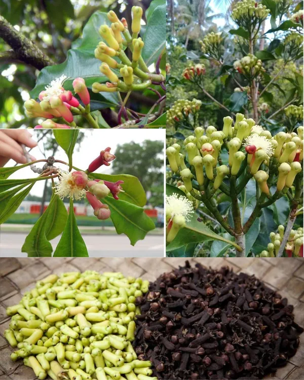Clove/Lobongo__Spices_Live_Plant_&_Tree_For_Your_Sweet_Home_Gardening_(Hybrid,_Pack_Of_1)
