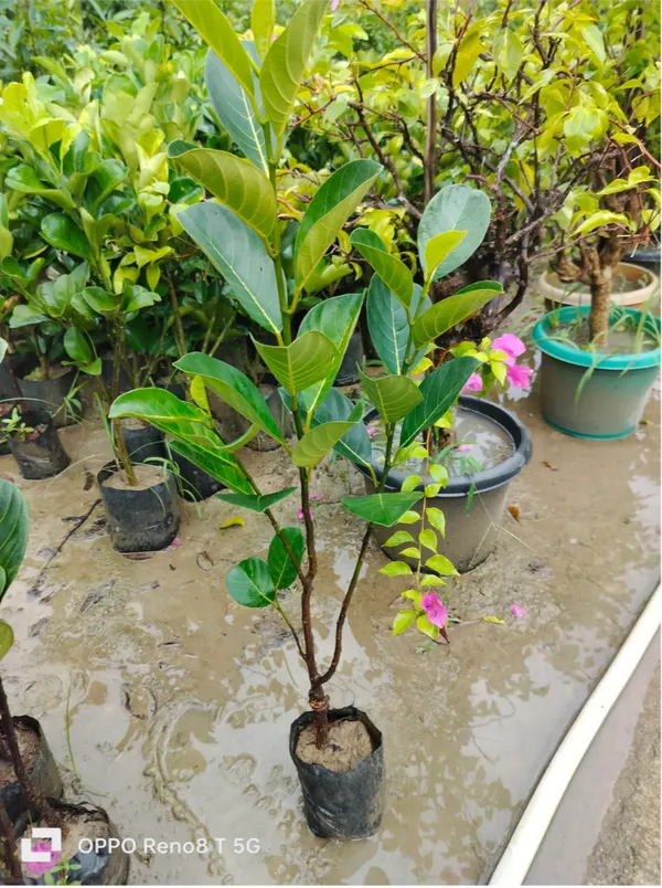 All_Time_Red_Jackfruit_Hybrid_Grafted_Plant