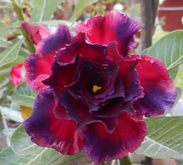 Rose_Varieties_Adenium_Flower_Live_Plant