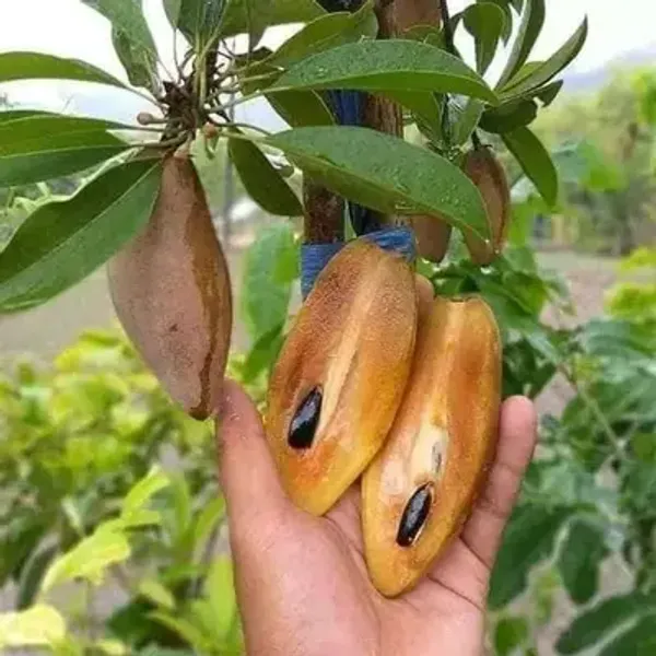 Long_Banana_Chikku/Sopota_Grafted_Fruit_Plant
