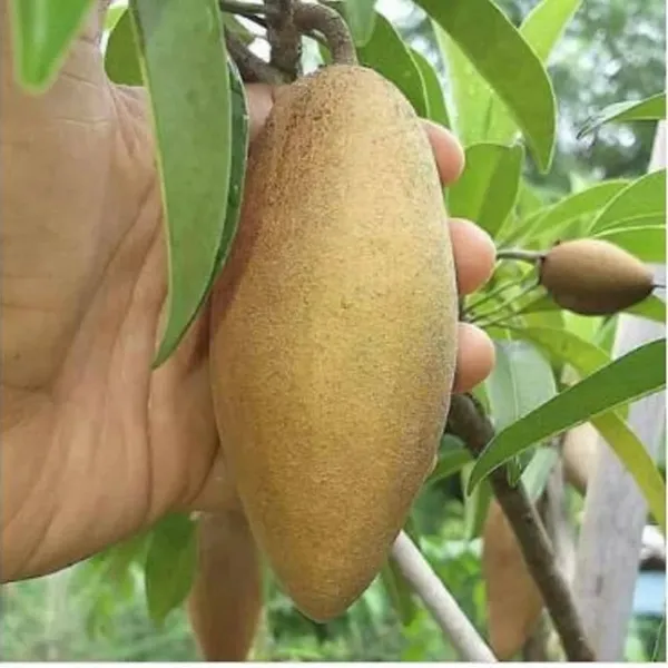 Long_Banana_Chikku/Sopota_Grafted_Fruit_Plant