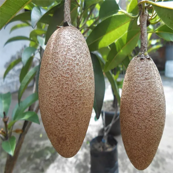 Long_Banana_Chikku/Sopota_Grafted_Fruit_Plant