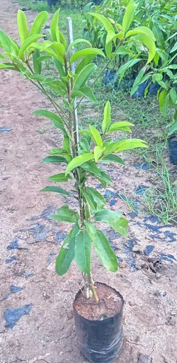 Long_Banana_Chikku/Sopota_Grafted_Fruit_Plant