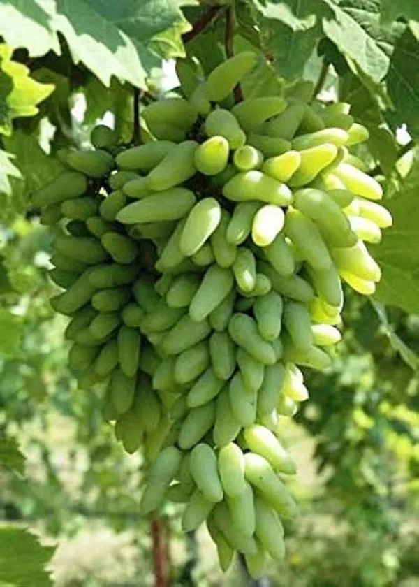 Finger_Grapes_Hybrid_Fruit_Plant