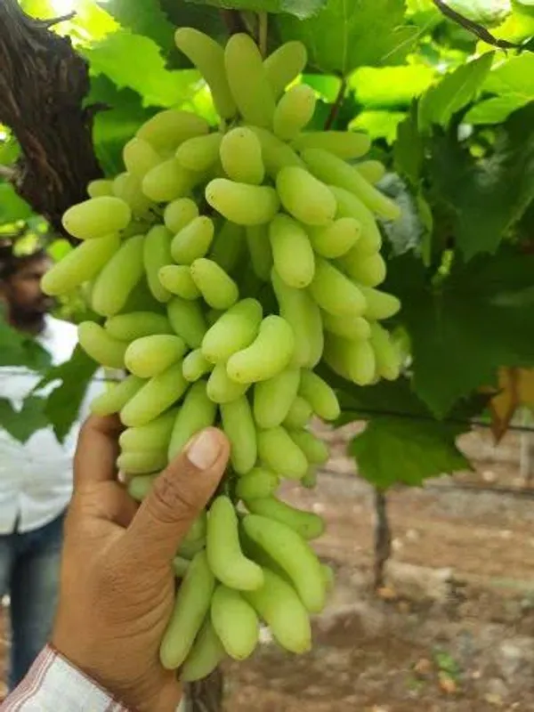 Finger_Grapes_Hybrid_Fruit_Plant