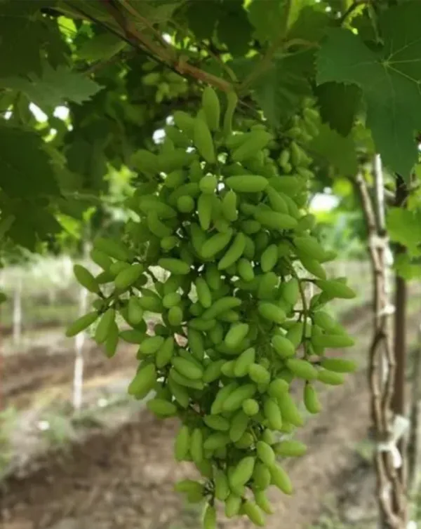 Finger_Grapes_Hybrid_Fruit_Plant