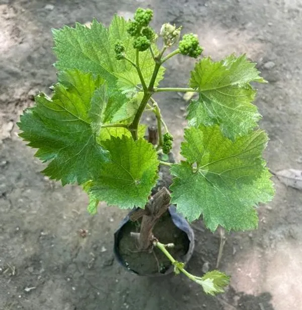 Finger_Grapes_Hybrid_Fruit_Plant