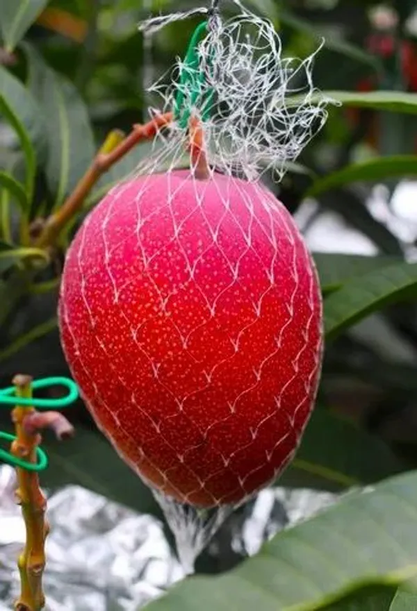 Japanese_Miyazaki_Mango_Hybrid_Grafted_Plant