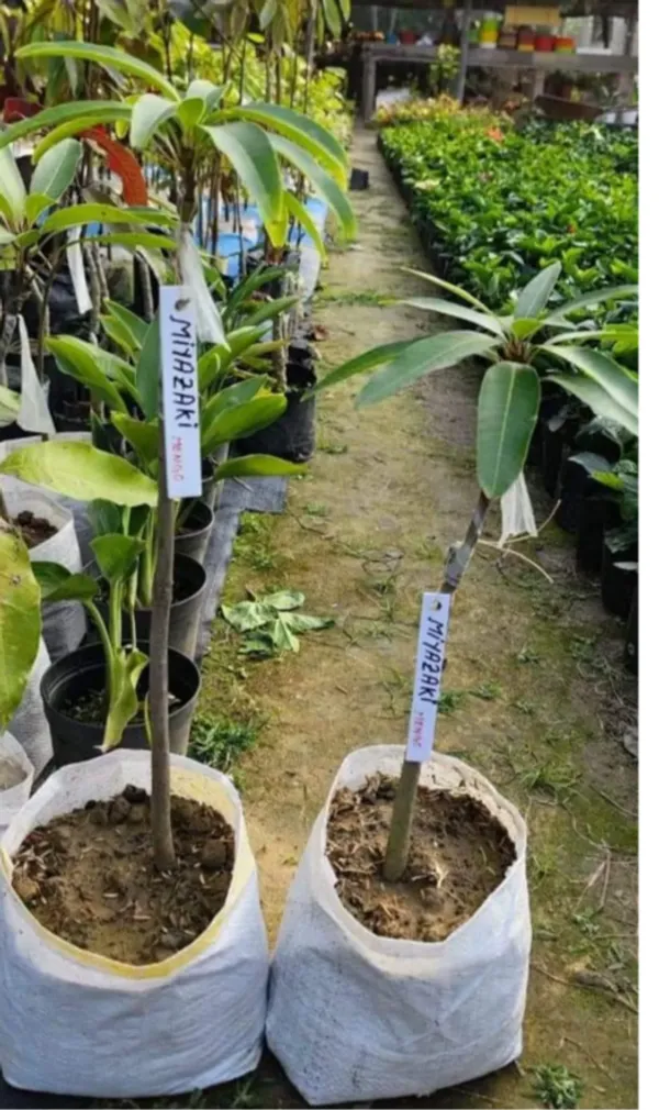 Japanese_Miyazaki_Mango_Hybrid_Grafted_Plant