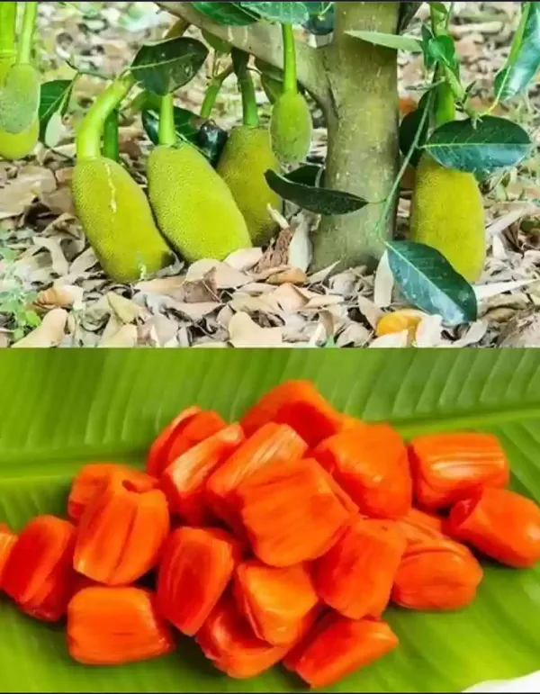 All_Time_Red_Jackfruit_Hybrid_Grafted_Plant
