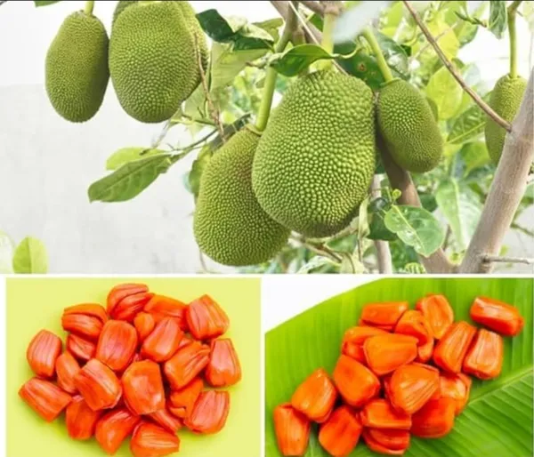 All_Time_Red_Jackfruit_Hybrid_Grafted_Plant