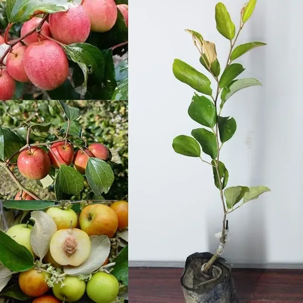 https://cdn-image.blitzshopdeck.in/ShopdeckCatalogue/tr:f-webp,w-600,fo-auto/6565ab8f0a9d7c381fef9036/media/Kashmiri_Red_Apple_Ber_Plant_Grafted_Red_Apple_Ber_Thailand_variety_-_Next_Year_You_Get_Fruits__Height_1_FT__NJ29S62M9K_2024-01-08_1.jpg__Treeicks