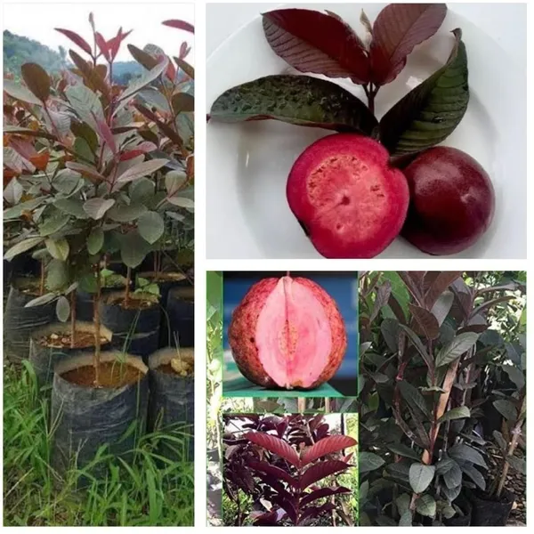 https://cdn-image.blitzshopdeck.in/ShopdeckCatalogue/tr:f-webp,w-600,fo-auto/6565ab8f0a9d7c381fef9036/media/Thai_Red_Guava_Rere_Dwarf_Varieties_Fruit_Plant_BF4FEV4CH0_2023-12-09_1.jpg__Treeicks