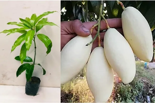 https://cdn-image.blitzshopdeck.in/ShopdeckCatalogue/tr:f-webp,w-600,fo-auto/6565ab8f0a9d7c381fef9036/media/Thailand_White_Mango_Plant_All_Time_Mango_Grafted_Healthy_Live_plant_TPJMOPQQCY_2024-01-18_1.png__Treeicks