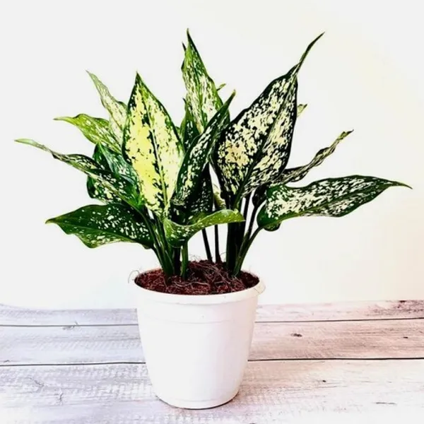Aglaonema_Snow_White_Indoor_Plant_For_Home_|_Pack_Of_1
