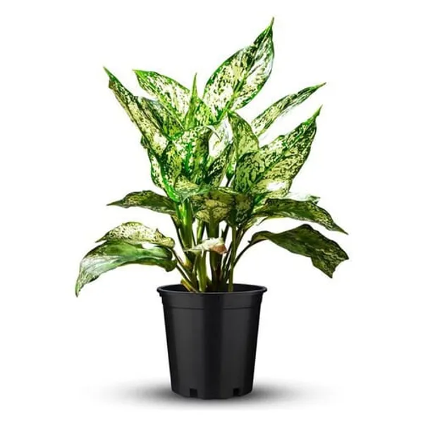 Aglaonema_Snow_White_Indoor_Plant_For_Home_|_Pack_Of_1