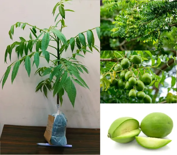 All_Time_Amra_Plant_Thai_Verity