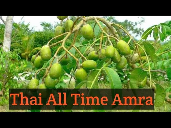 All_Time_Amra_Plant_Thai_Verity