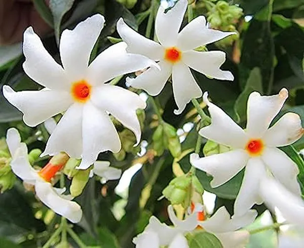 All_Time_Parijat_Night_Flowering_Jasmine__Plant_(Pack_Of_1)