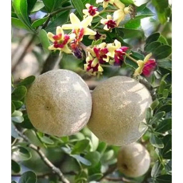 All_Time_Wood_Apple_|_Grafted_Plant_(1.5-3_Feet_Height_Pack_Of_1)