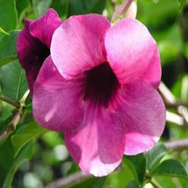 Allamanda_Flower_Plant_(Pink)