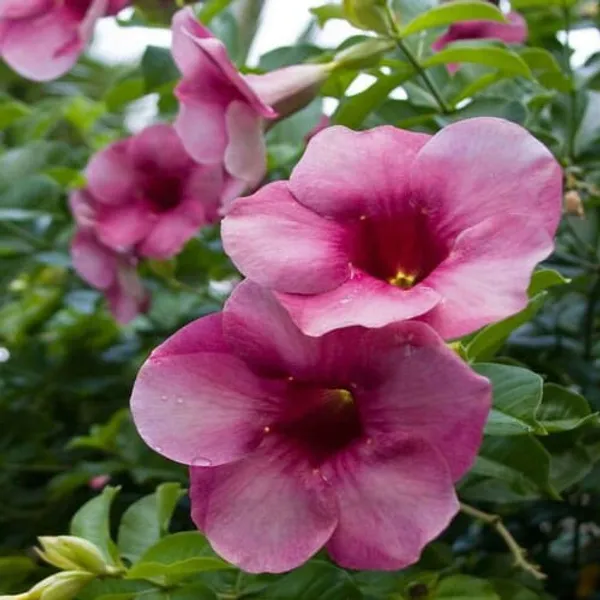 Allamanda_Flower_Plant_(Pink)