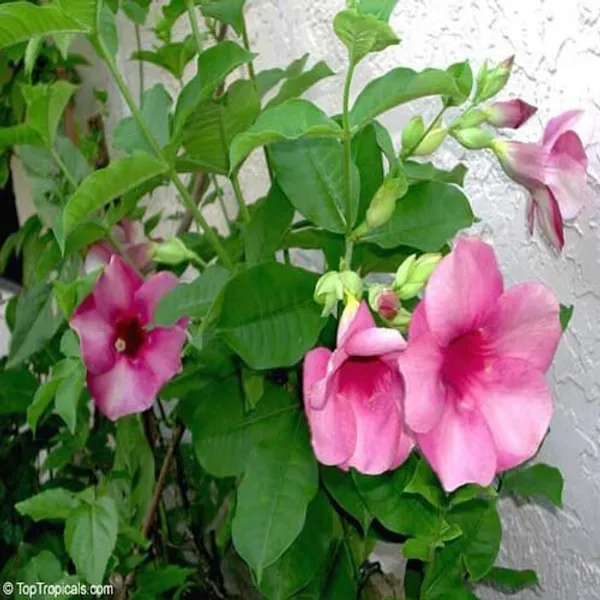 Allamanda_Flower_Plant_(Pink)