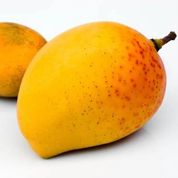 Alphanso_Mango_Plant_|_Hybrid_Grafted_Plant_(1.5-2_Feet_Height_Pack_Of_1)