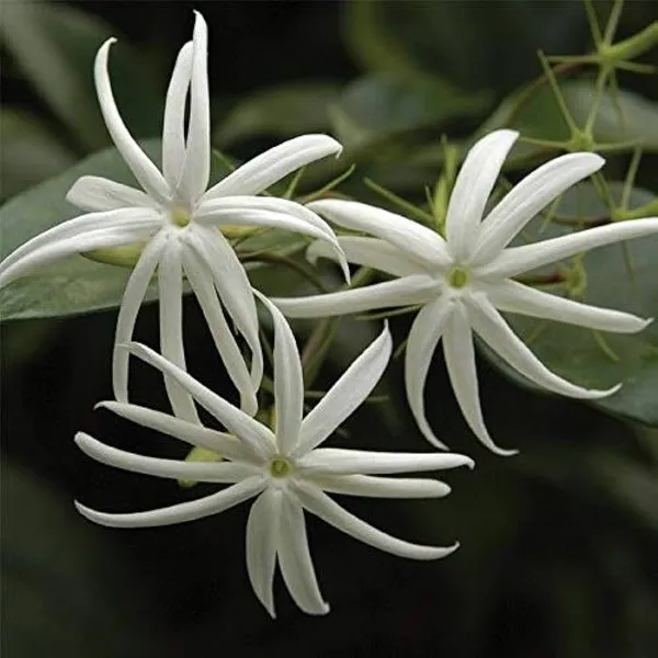 Angel_Wing_Jasmine_flower_Plant