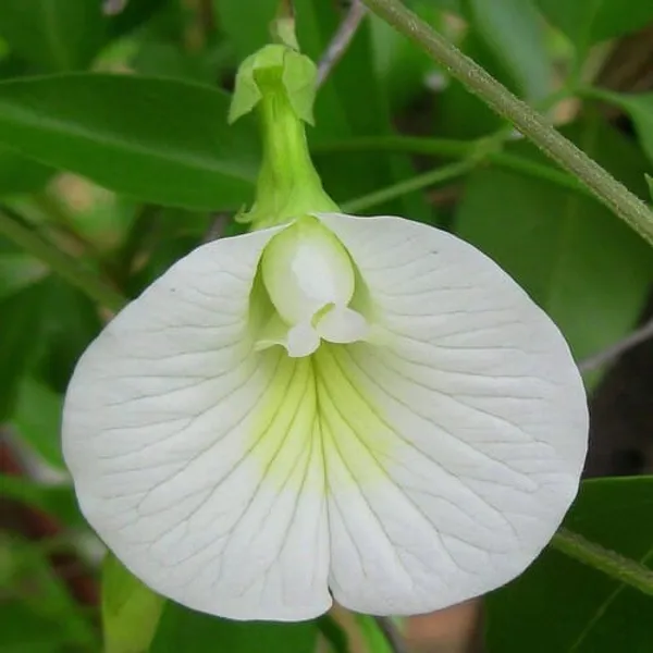 Aparajita_White_Flowering_Plant_(1.5-3_Feet_Height_Pack_Of_1)