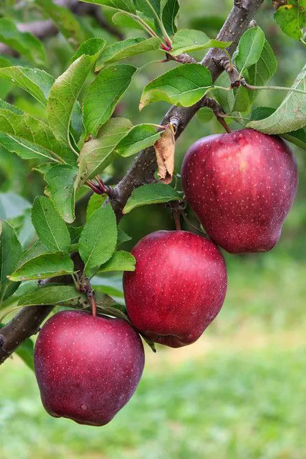 Apple_Plant__Original_HRMN_99_|_Grafted_Plant_(Pack_Of_1)