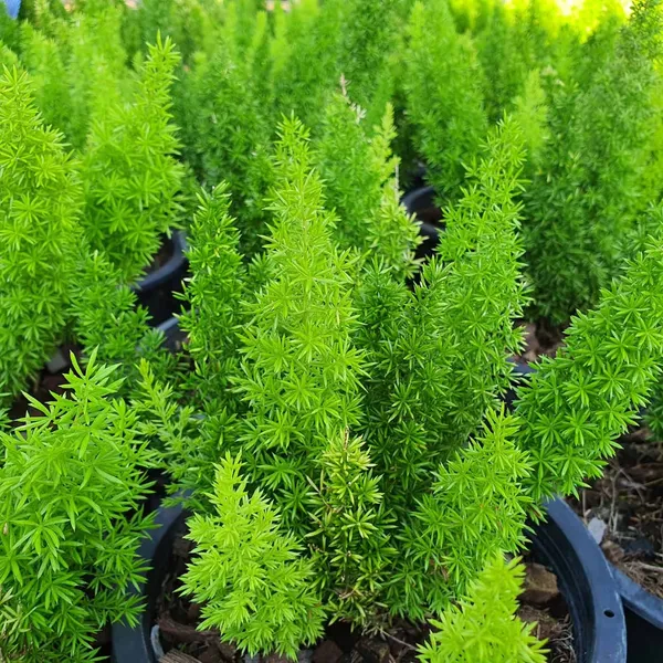 Asparagus_Plant
