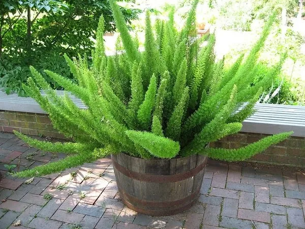 Asparagus_|_Fox_Tail_Indoor_Plant