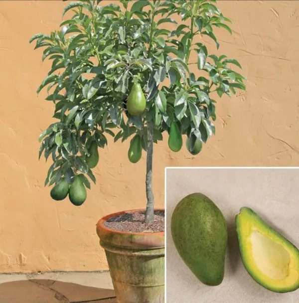 Avocado_Fruit_Plant_|_Grafting_Plant_(Pack_Of_1)