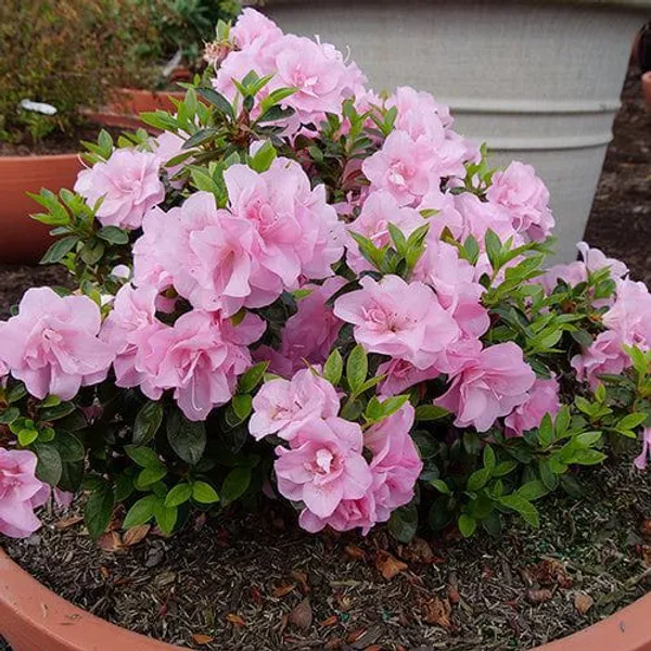 Azalea_Flower_Plant_(Pink)