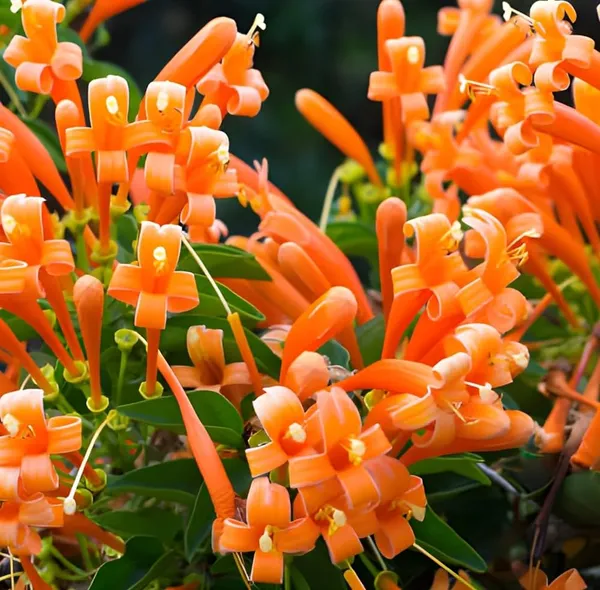 BONOBITHI_FLAME_PLANT
