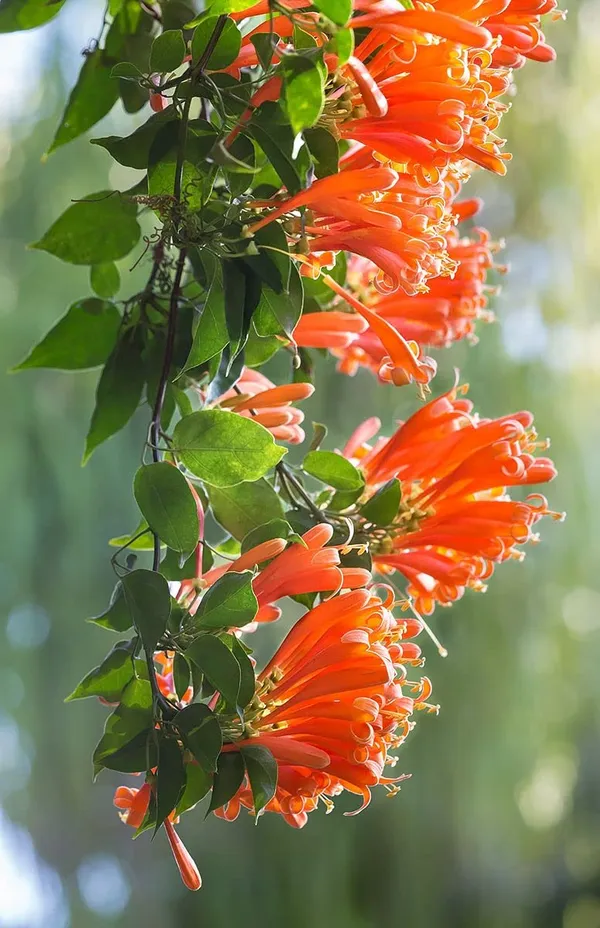 BONOBITHI_FLAME_PLANT
