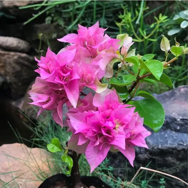 BOUGAINVILLEA_BEAUTY_PINK_THOKA_(1.5-3_Feet_Height_Pack_Of_1)