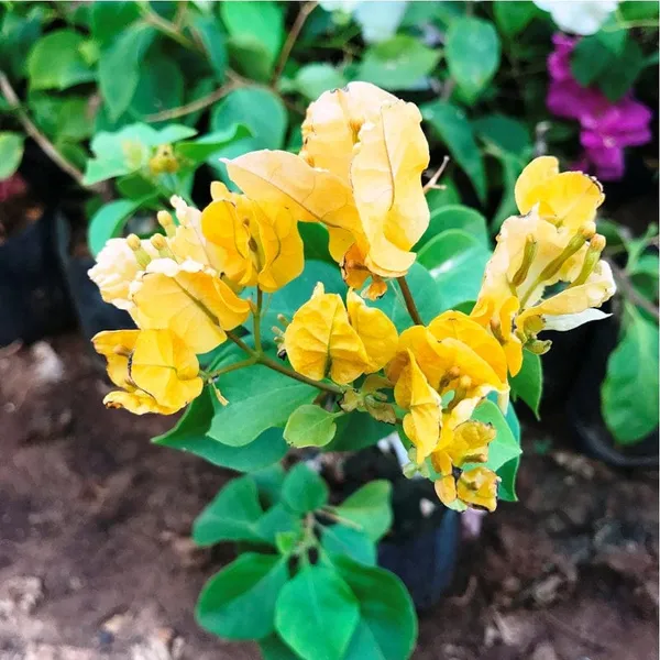 BOUGAINVILLEA_CALIFORNIA_GOLD_YELLOW_FLOWER