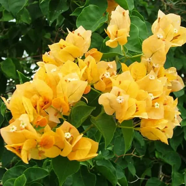 BOUGAINVILLEA_CALIFORNIA_GOLD_YELLOW_FLOWER