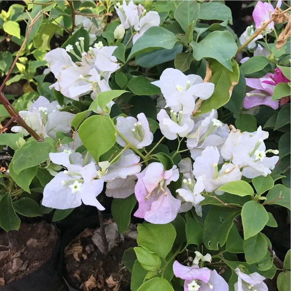 BOUGAINVILLEA_COCONUT_ICE_FLOWER