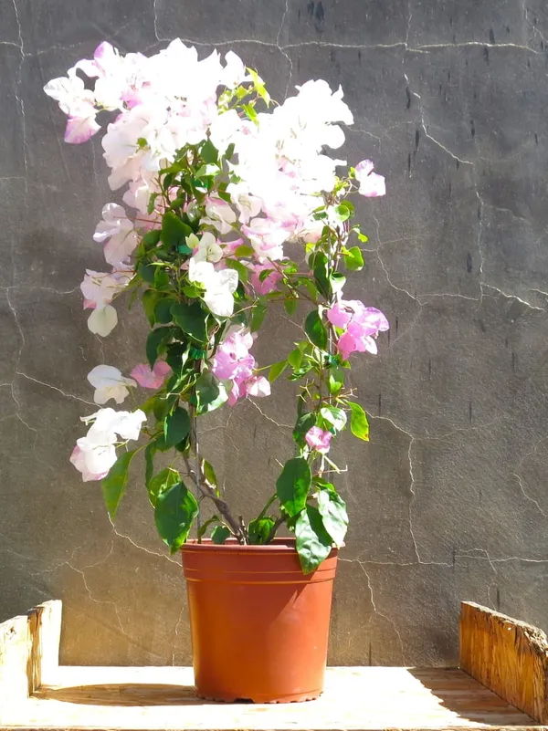 BOUGAINVILLEA_COCONUT_ICE_FLOWER