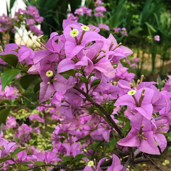 BOUGAINVILLEA_GLABRA_PINK_FLOWER_(1.5-3_Feet_Height_Pack_Of_1)