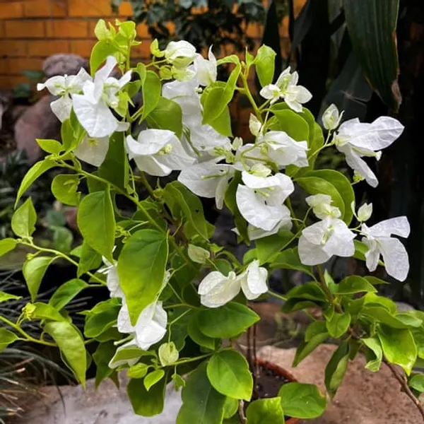 BOUGAINVILLEA_GLABRA_SNOW_WHITE