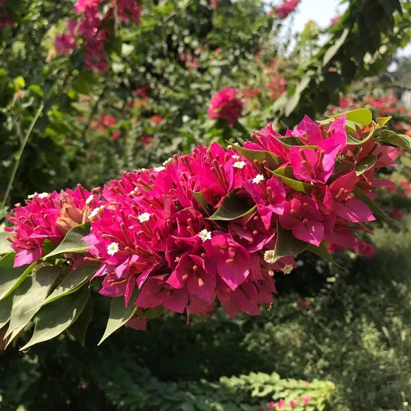 BOUGAINVILLEA_MINI_RED_FLOWER