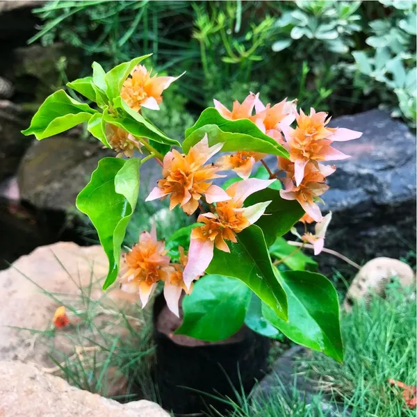 BOUGAINVILLEA_ROSEVILLE_ORANGE_FLOWER