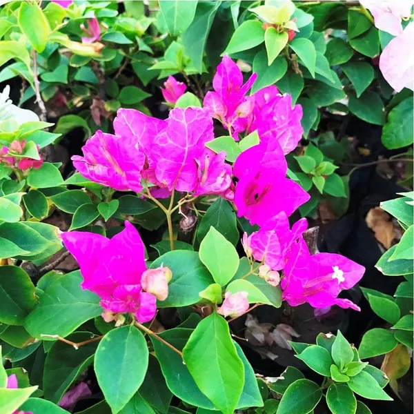 BOUGAINVILLEA_TEXAS_PINK_FLOWER