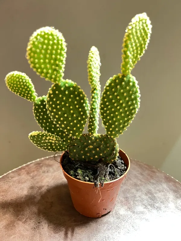 BUNNY_EARS_CACTUS(_LIVE_PLANT)